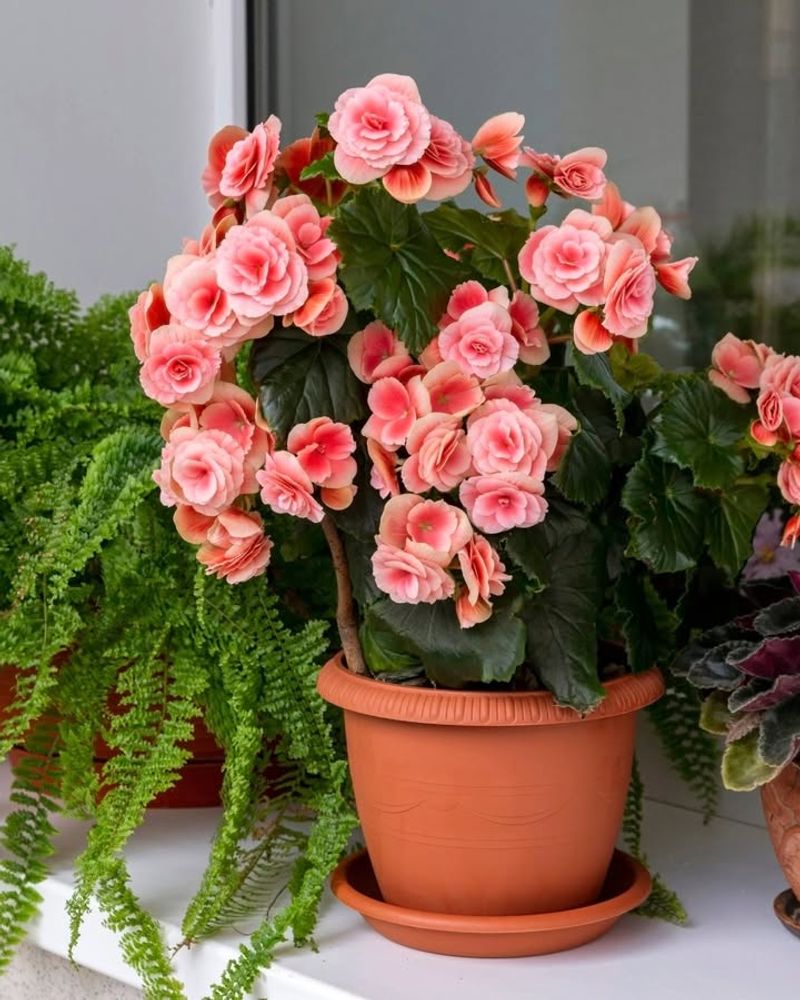 Begonia