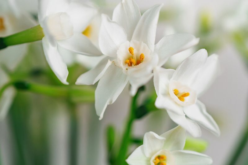 Paperwhite Narcissus