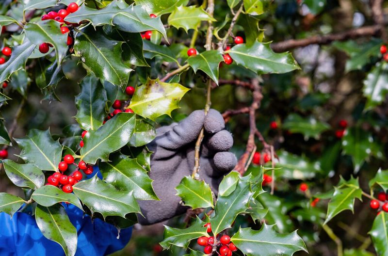 Holly Bushes Provide Classic Christmas Symbolism