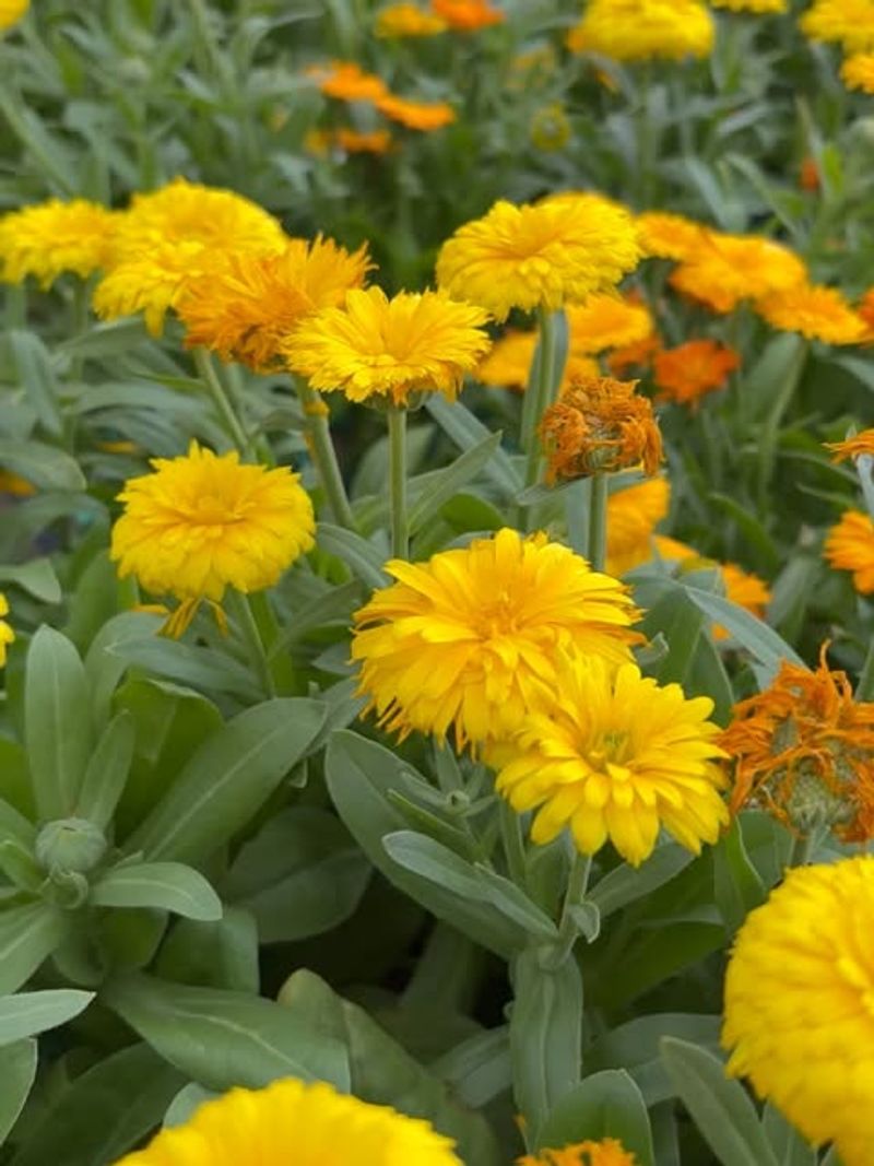Calendula (Calendula Officinalis)