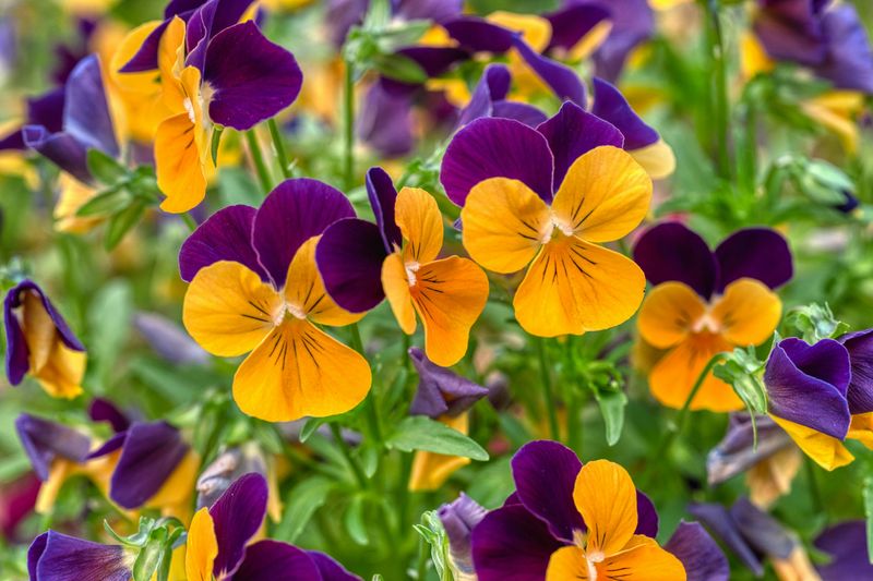 Violas Deliver Non-Stop Blooms In Compact Packages