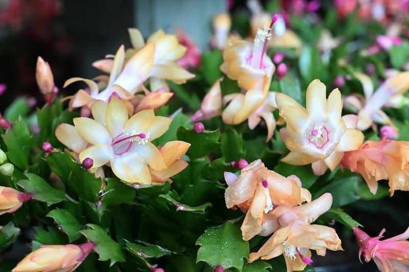 Christmas Cactus in Full Bloom