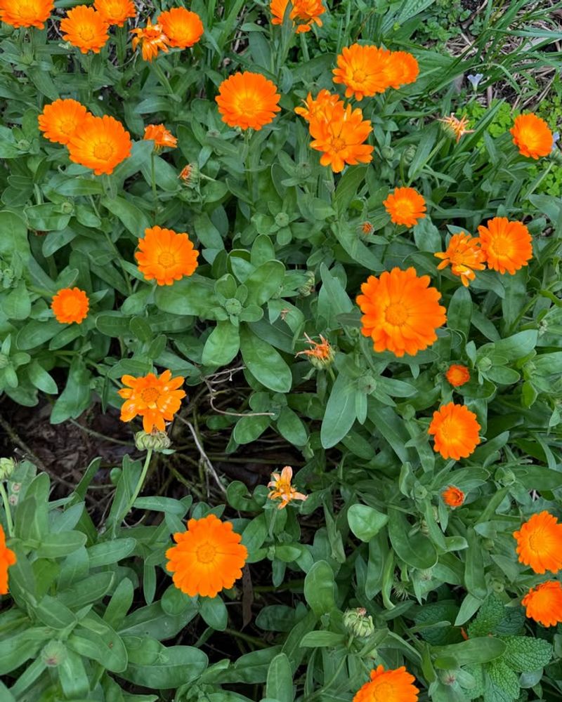 Calendula (Calendula Officinalis)