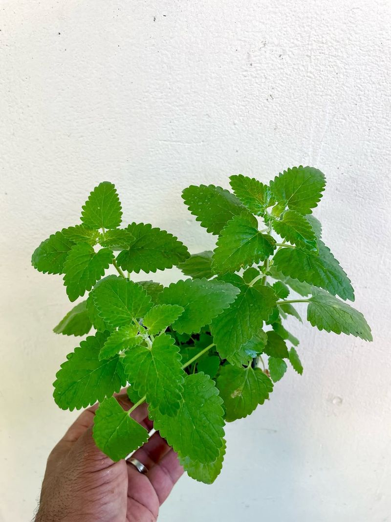 Catnip (Nepeta Cataria)