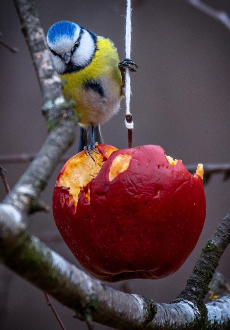 Fruit Pits and Apple Seeds