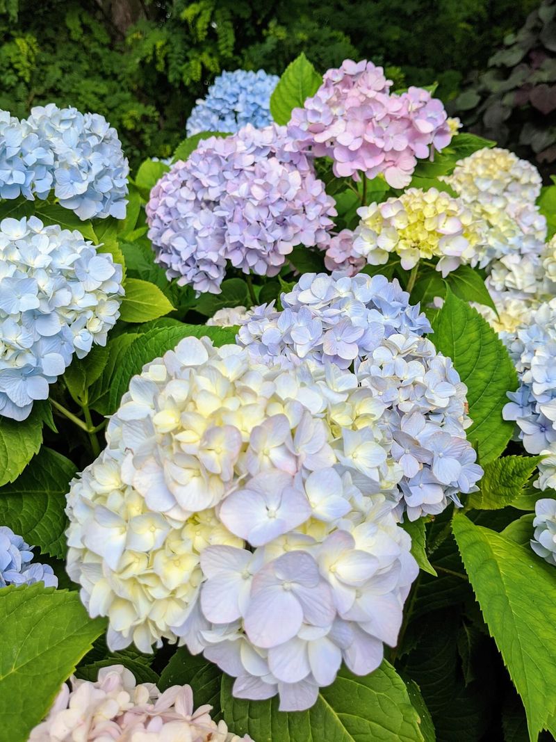 Hydrangeas: The Thoughtful Empath