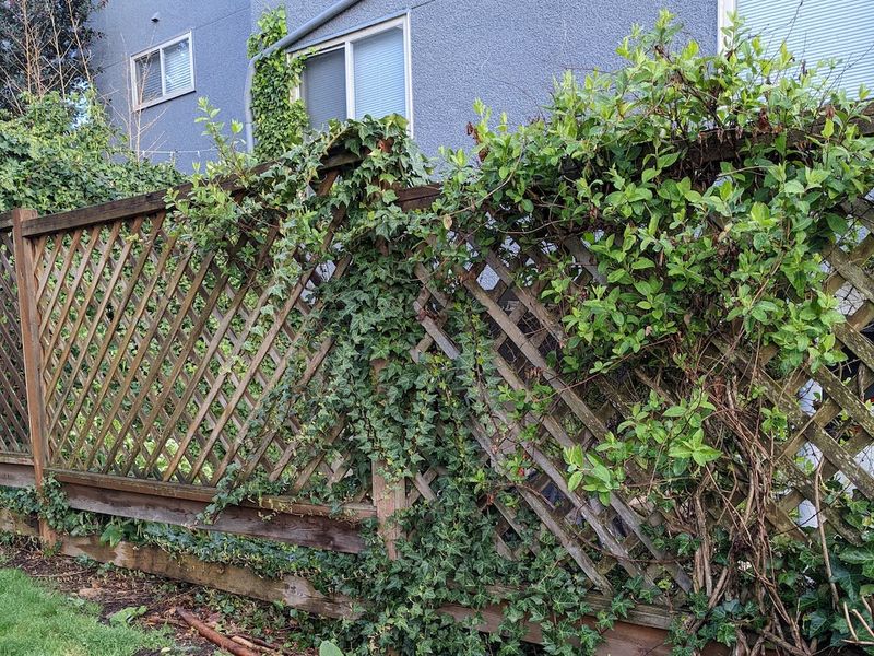 Shared Fences Require Cooperation For Vine Management