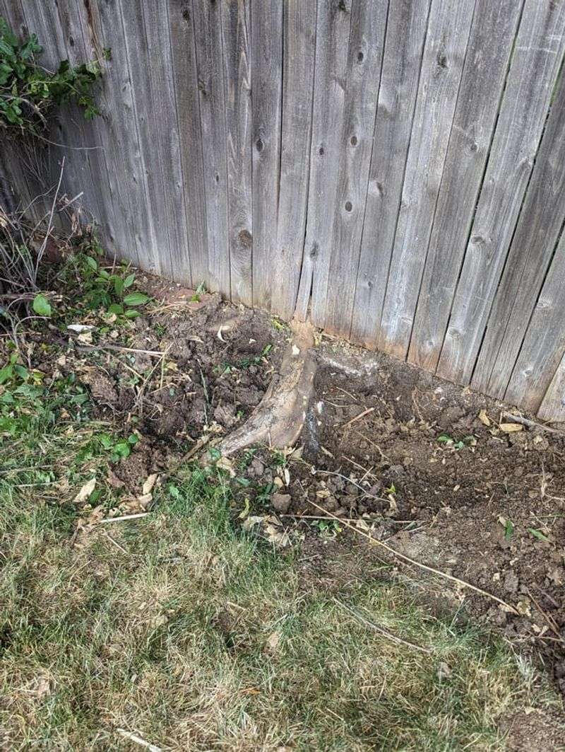 Roots Receive Different Treatment Than Overhead Growth