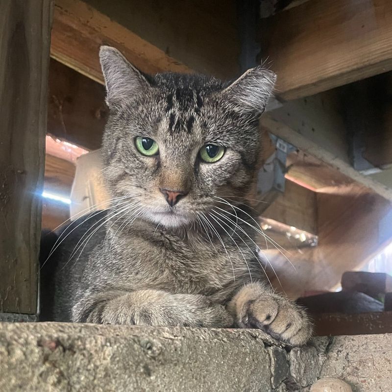 Small Prey Animals Acting Nervous Or Disappearing