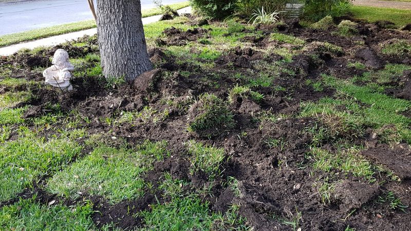 Disturbed Mulch And Flower Beds