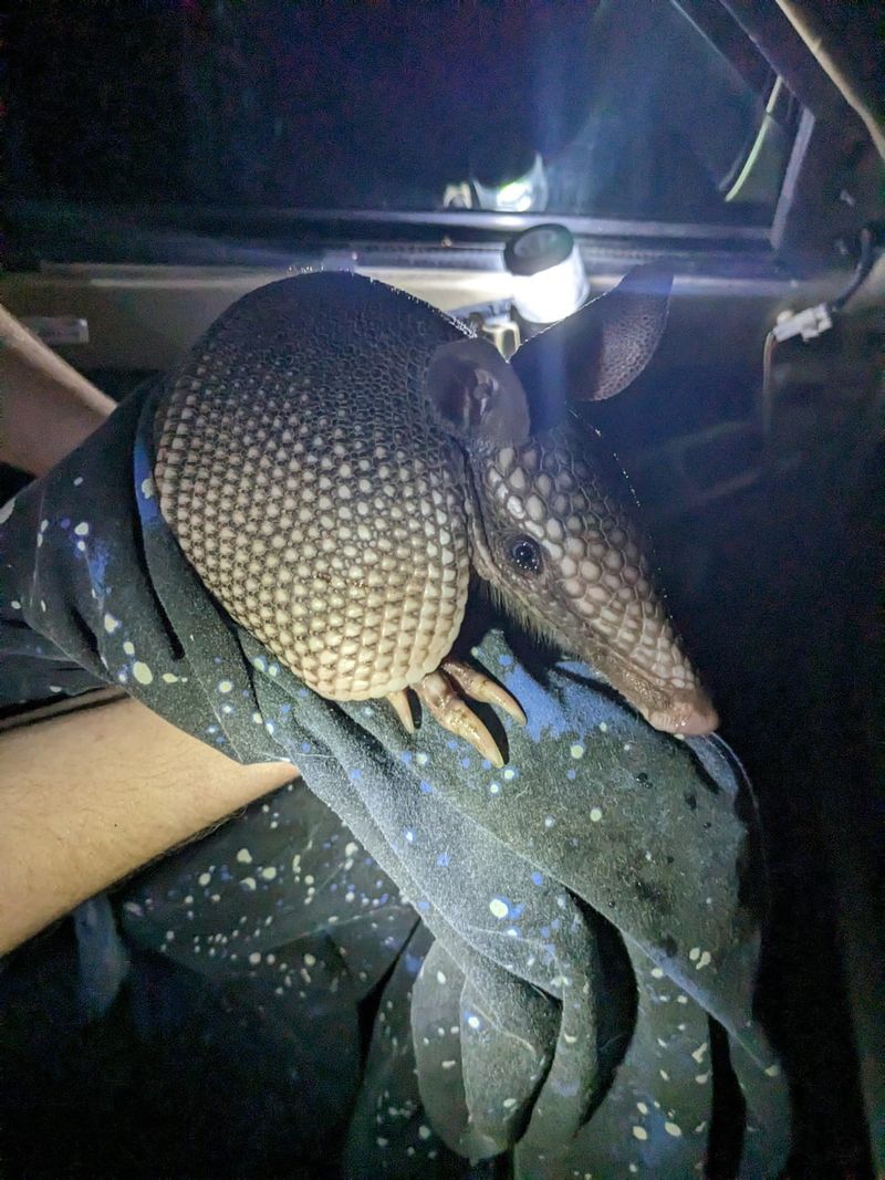 Scratching Sounds At Night Near Your Home