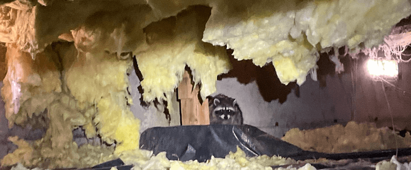 Dens In Sheds, Attics, Or Crawl Spaces