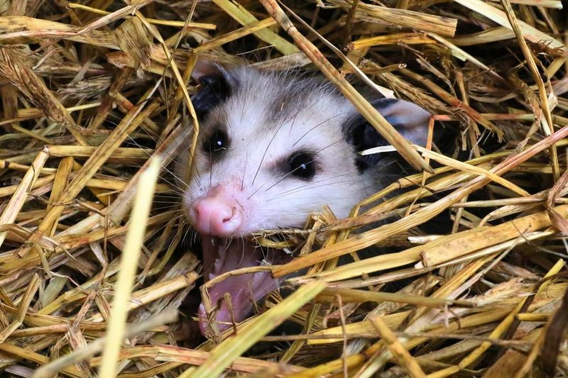 Nesting Materials Under Porches Or Sheds