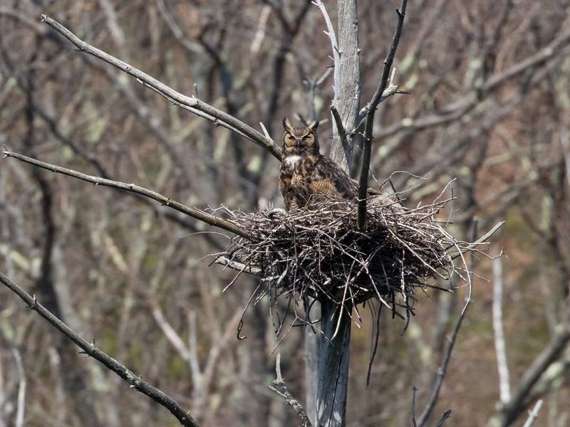 Large Stick Nests In Trees Or Commandeered Hawk Nests