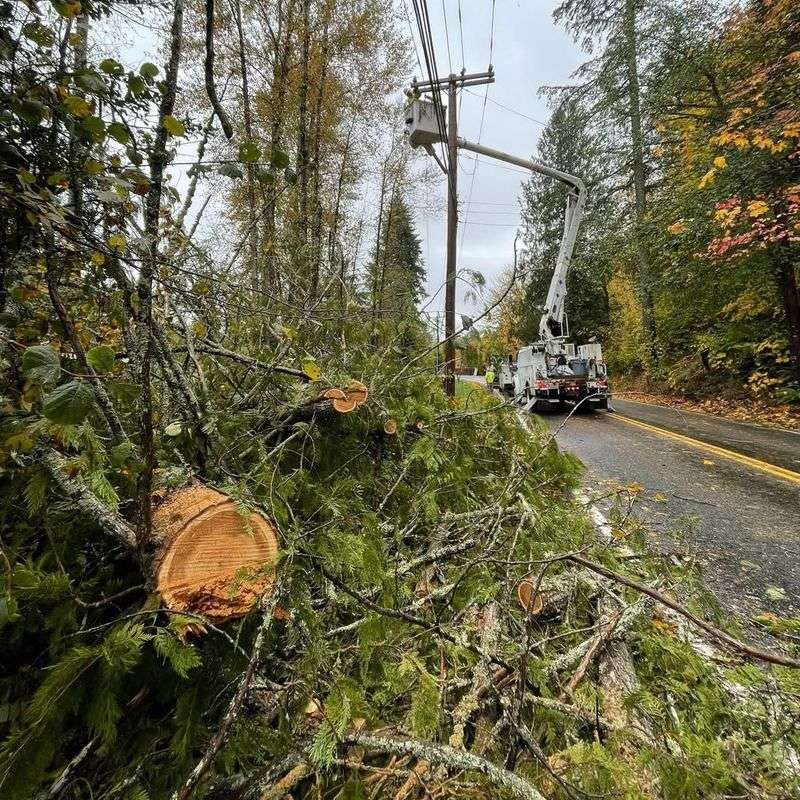 Trees Interfering With Power Lines