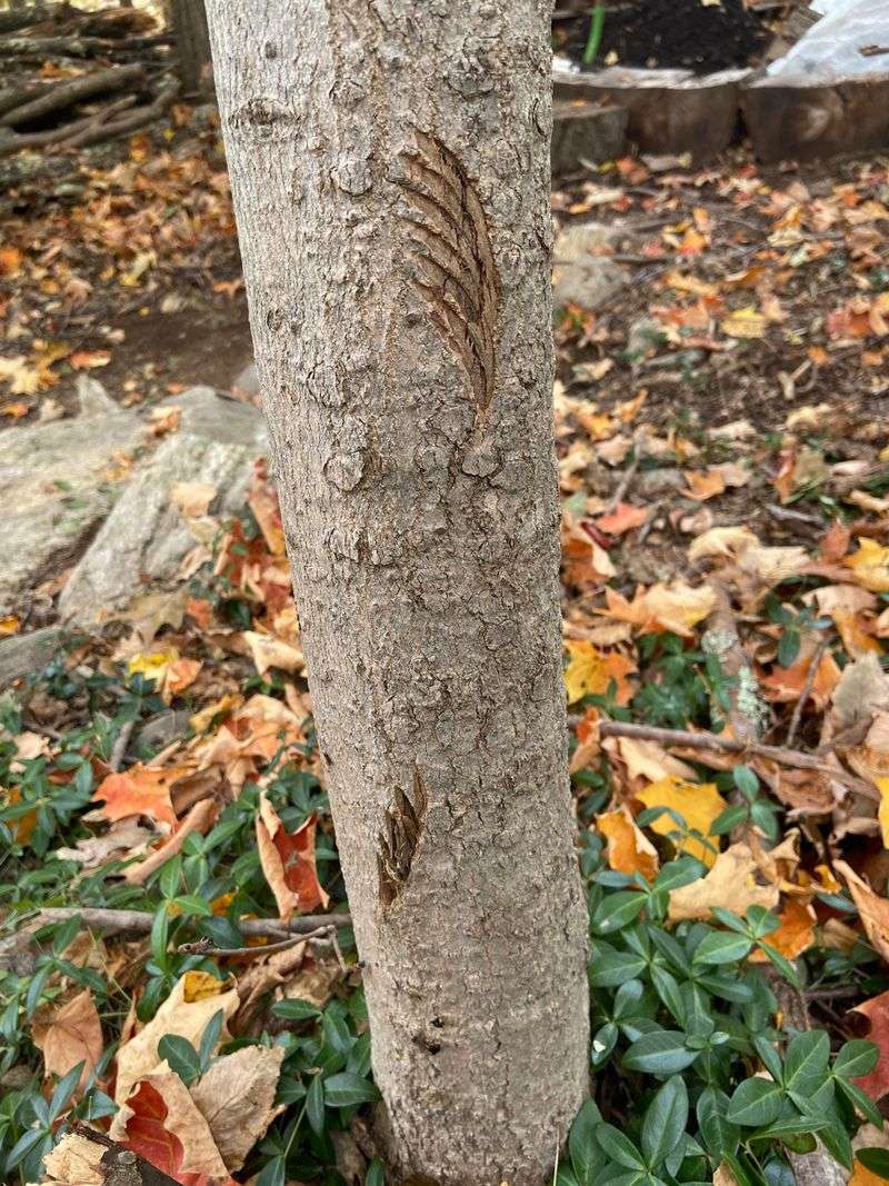 Scratches or Claw Marks on Trees and Fences