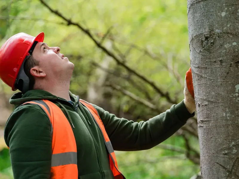 Hire An Arborist For Professional Guidance