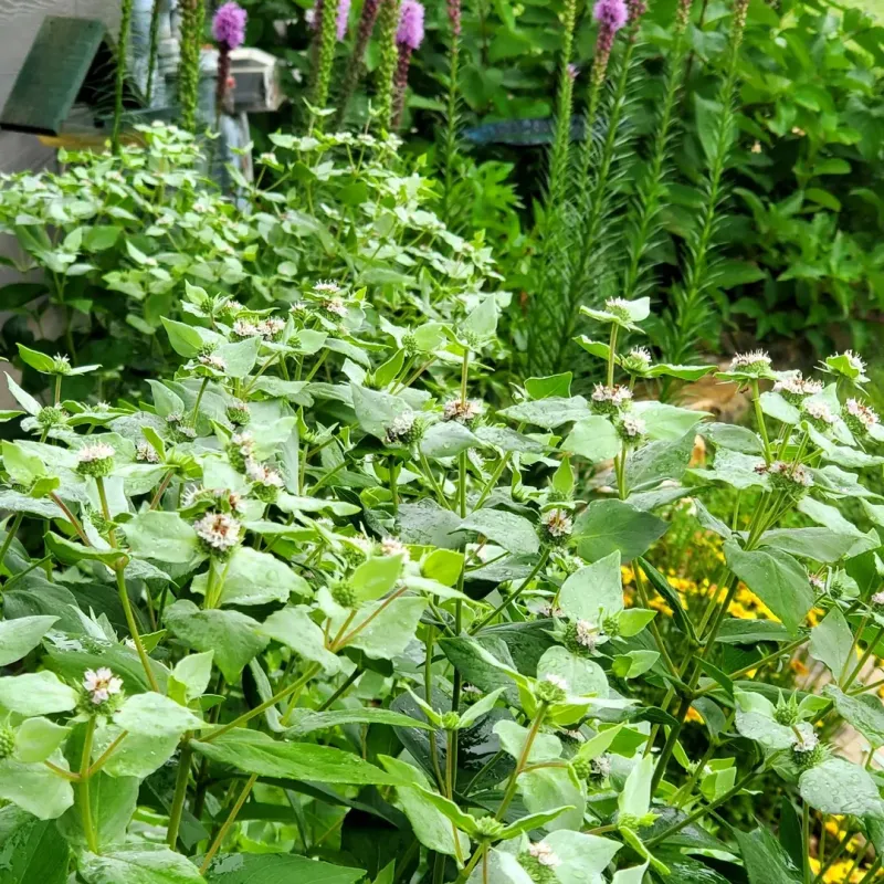 Pesticide-Free Garden Management