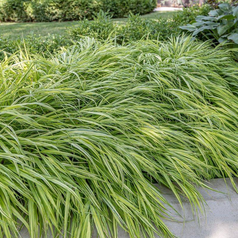 Japanese Forest Grass (Hakonechloa macra)