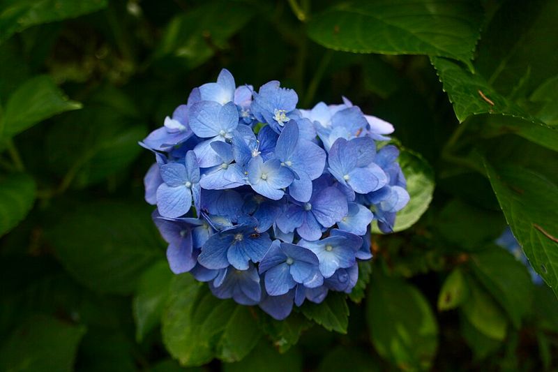 Hydrangea