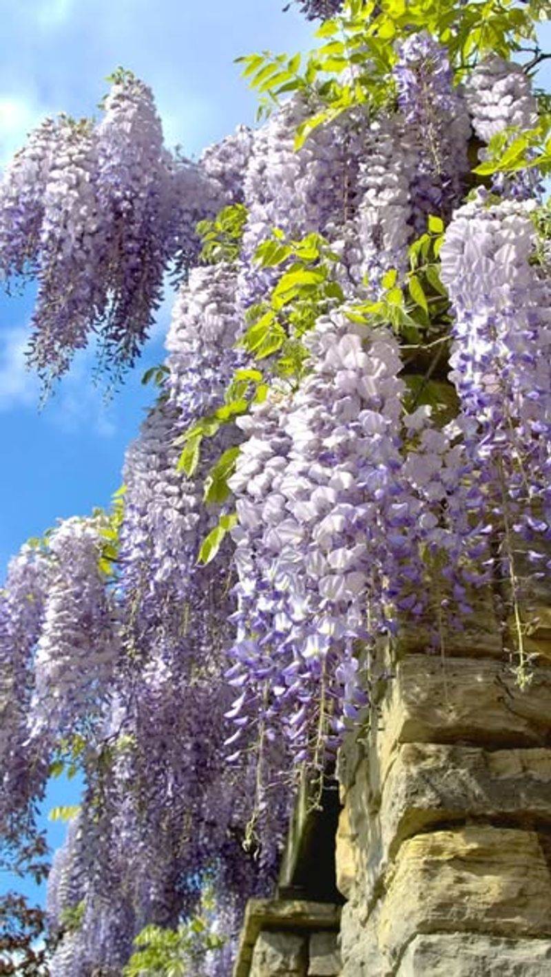 Wisteria