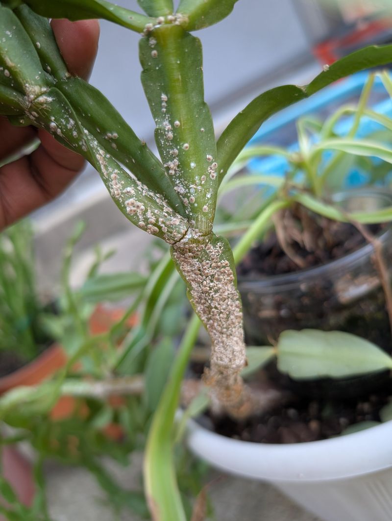 Preventing Pest Problems