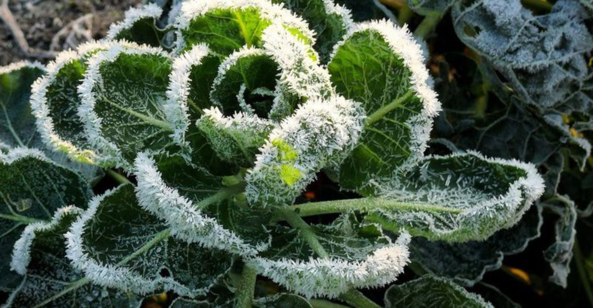 frost on cabagge
