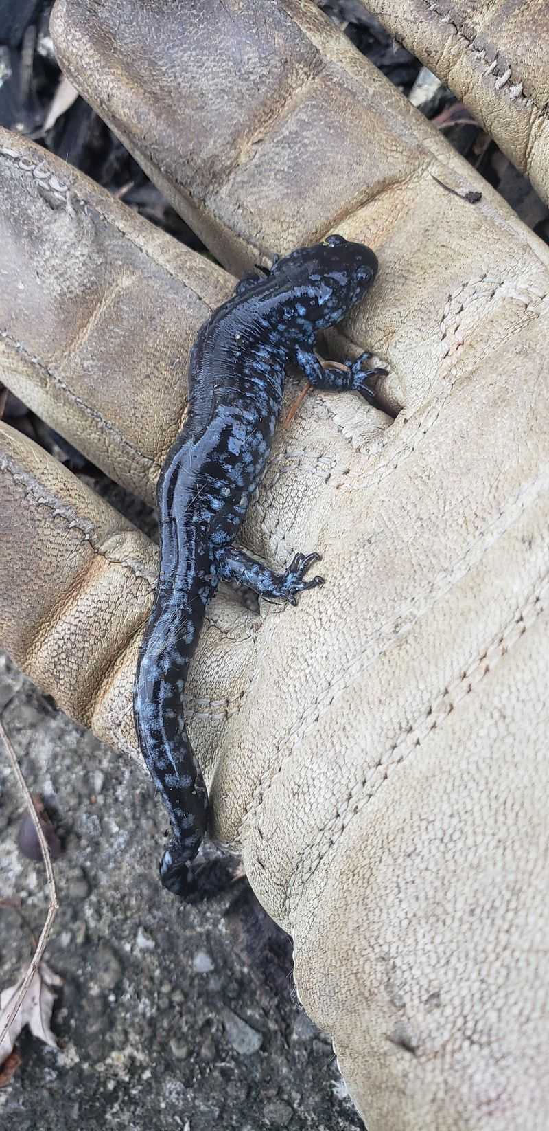 Proximity To Natural Habitats