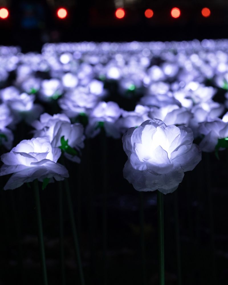 Thoughtful Lighting That Makes Roses Glow In Photos