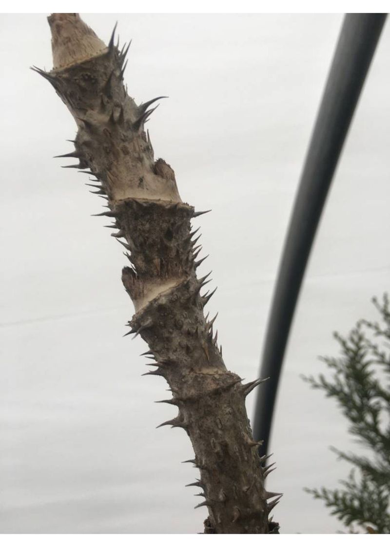 Birds Disperse Seeds Over Wide Areas