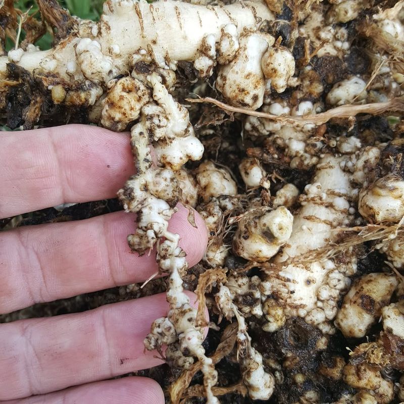 Nematodes Attack Boxwood Root Systems