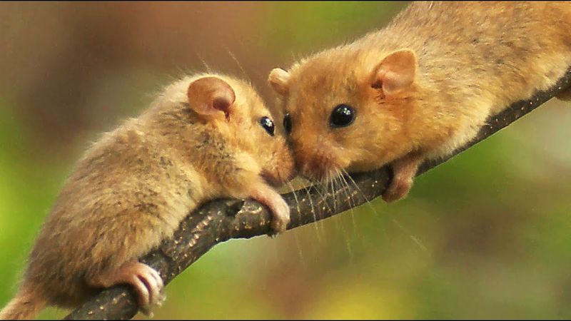 Rodent Populations Can Explode Quickly