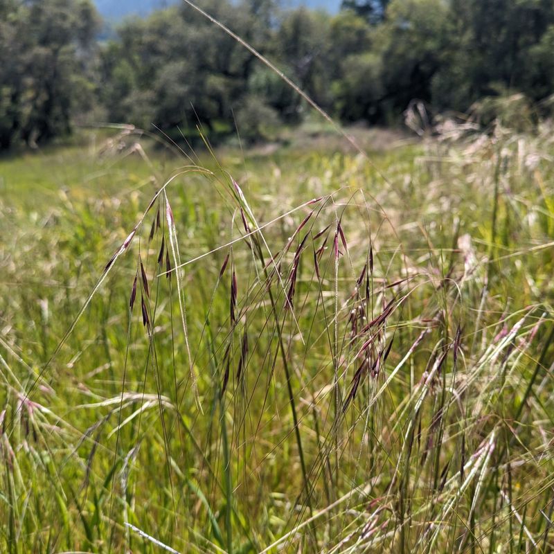 Purple Needlegrass (Stipa Pulchra)