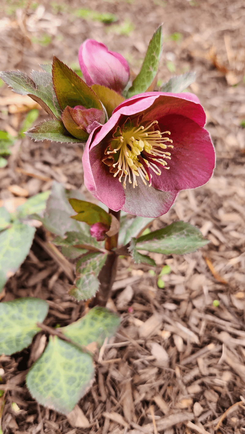 Evergreen Foliage Provides Year-Round Structure