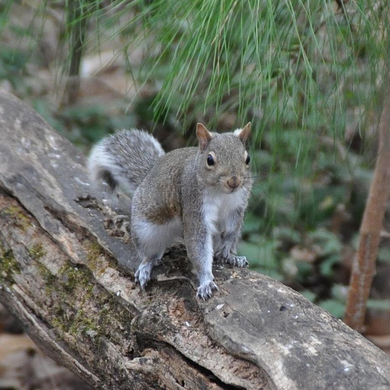 Squirrels Prepare for Tomorrow