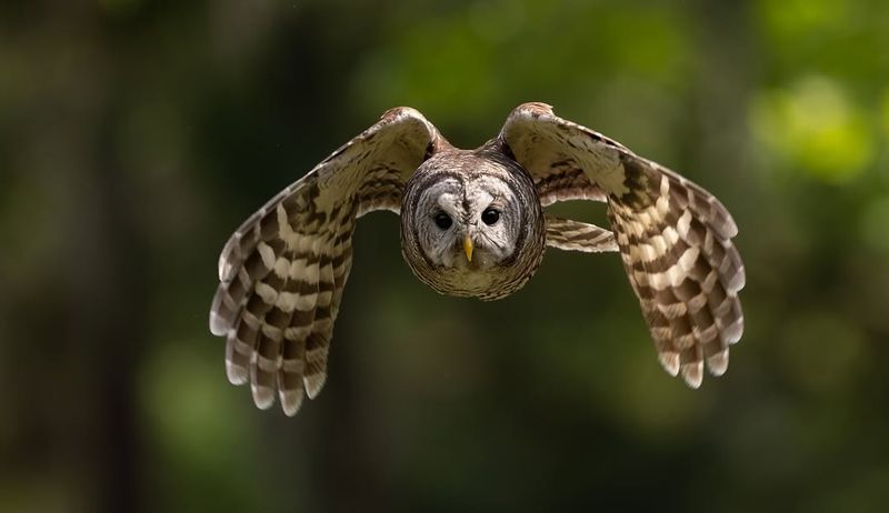 Cold Weather Increases Hunting Activity