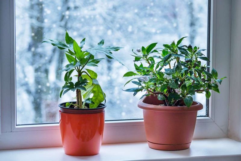 Bring Houseplants Away From Cold Windows At Night