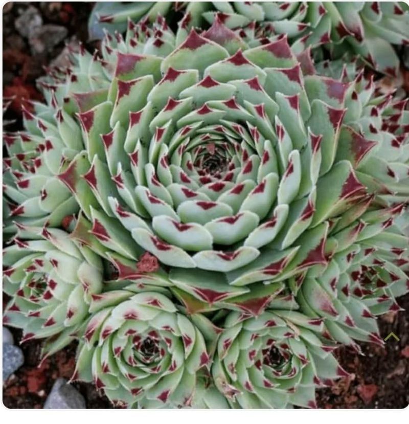 Sempervivum Tectorum
