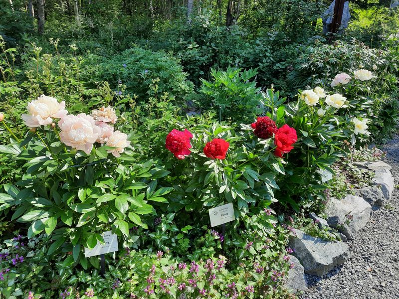 Pollinator Garden Supporting Northern Species