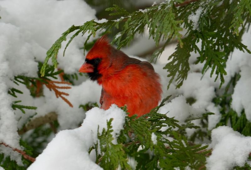 Cardinals Do Not Migrate Far