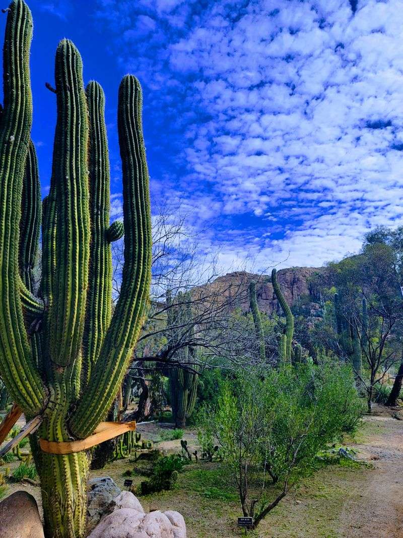 Boyce Thompson Arboretum's Cactus Garden