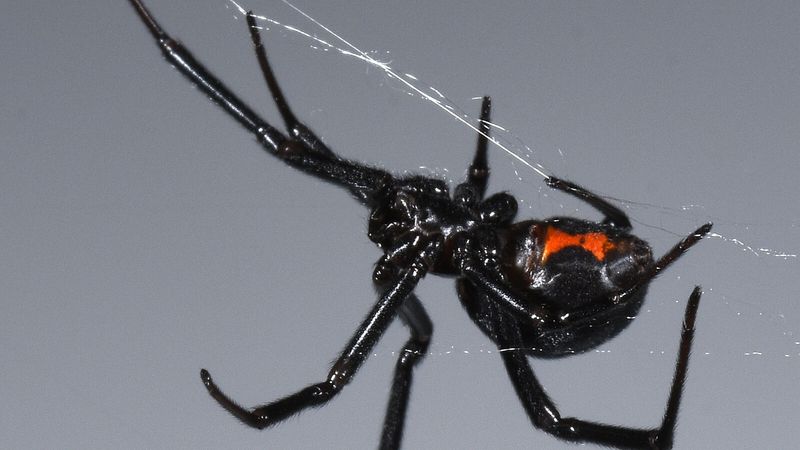 Western Black Widow Spider
