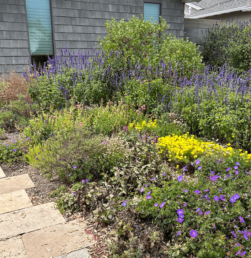 Xeriscaping With Colorful Wildflowers
