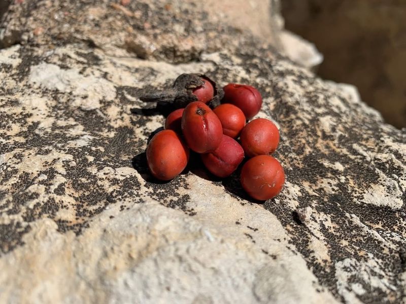 Texas Mountain Laurel