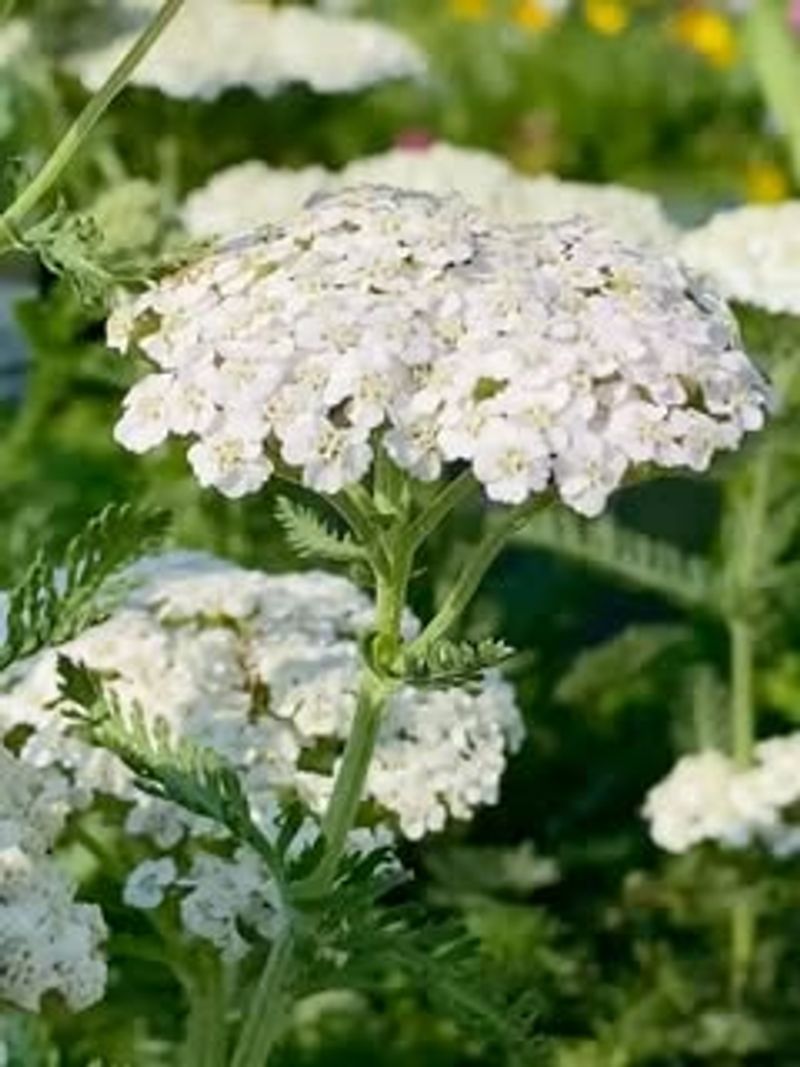 Yarrow (Achillea millefolium &ndash; native varieties)
