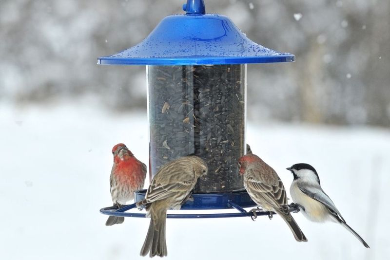 Keep Feeders Clean To Prevent Winter Disease Spread