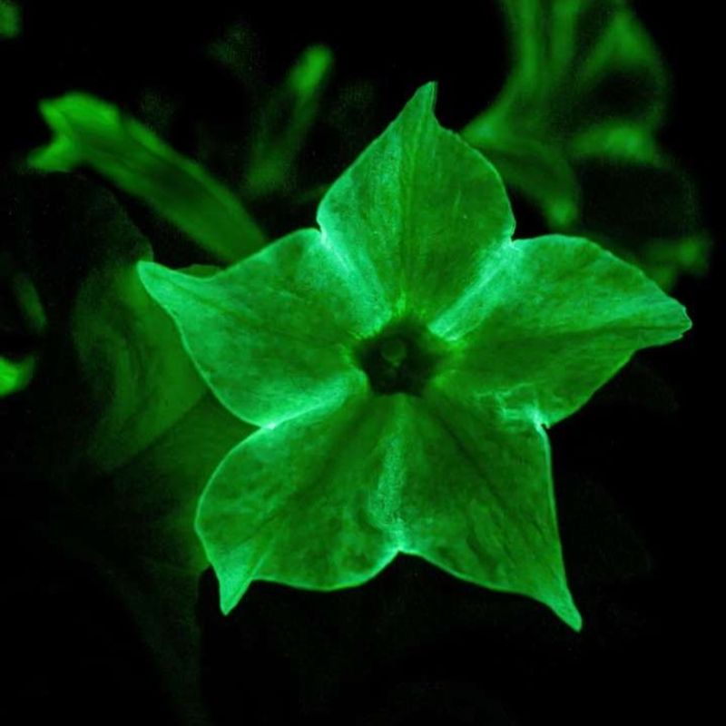 Where To Buy Firefly Petunias In Massachusetts