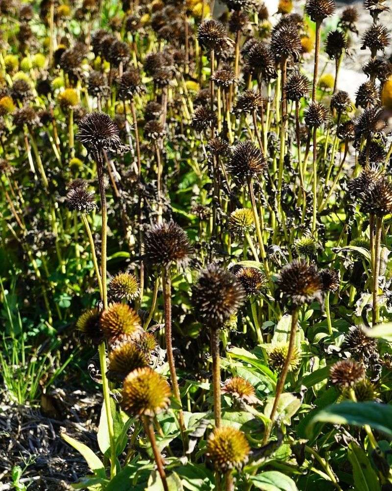 Harvest Seeds For Next Year's Garden