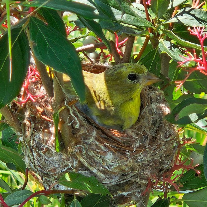 Provide Nesting Materials During Spring And Early Summer