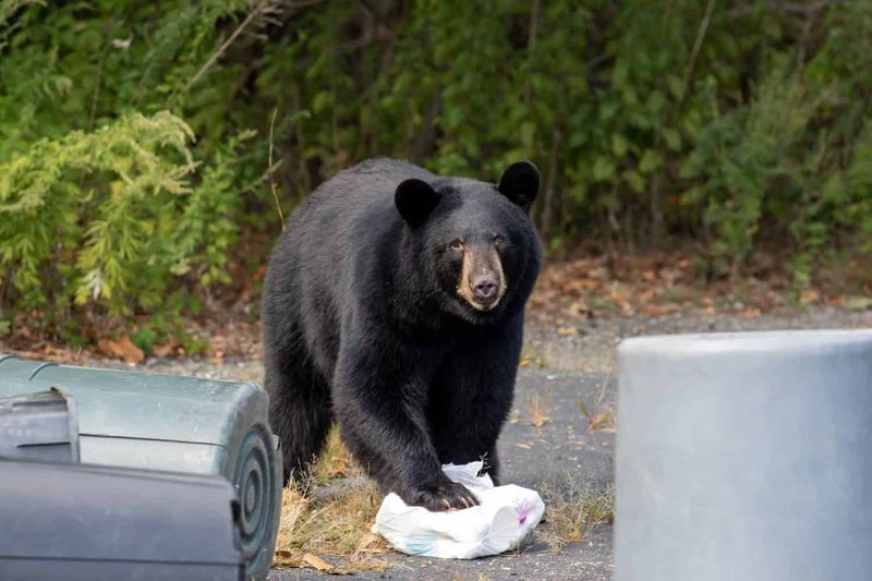 Overturned Garbage Cans And Scattered Trash